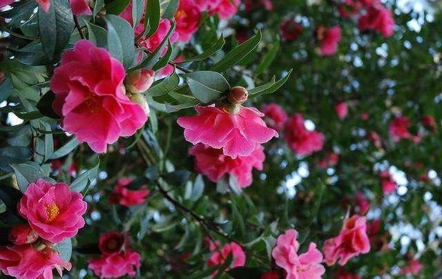 山茶花，如何养殖，对肥料的需求大吗