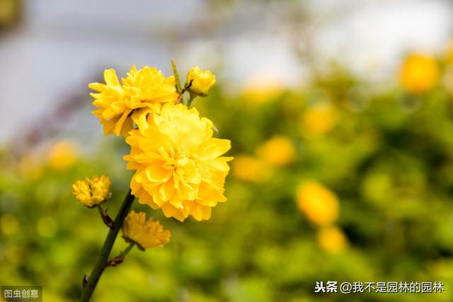 4月中下旬北方处于开花期的园林树木（一）满满的干货