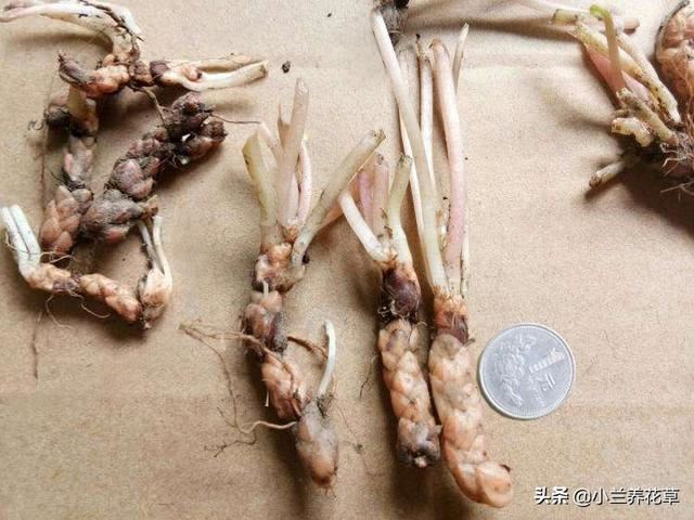 紫叶酢浆草，养殖实录，操作简单，花期长达8个月，观赏性绝佳！