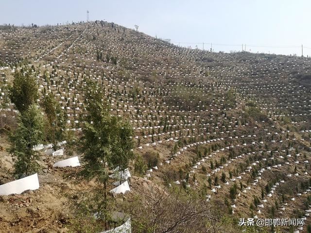 春风吹出满眼绿，邯郸永年大力开展荒山绿化