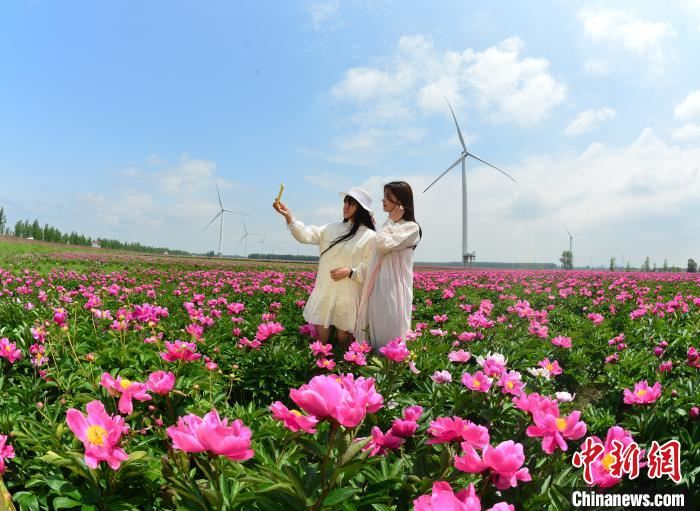江西九江千亩芍药花海盛开 游客户外赏花 江西九江千亩芍药花海盛开 游客户外赏花