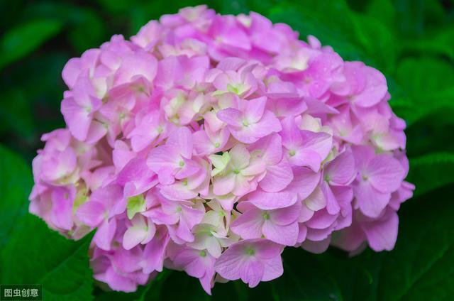 花似绣球，却不是绣球，一树花开美翻天