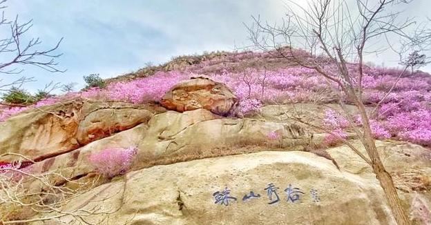 2020年，你没见过的大珠山杜鹃花会，我来带你看一看