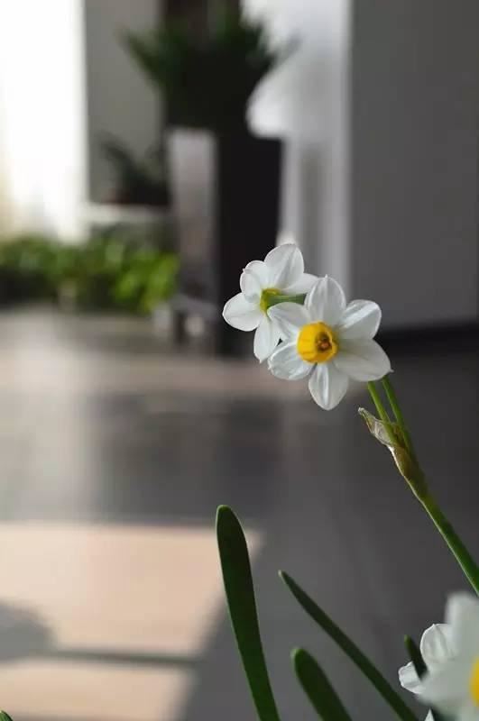 清欢养花｜养水仙花，离仙和美，又近了一步