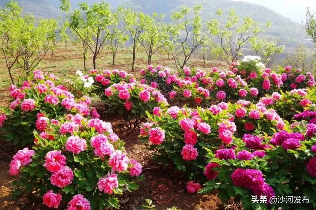 沙河:秦王湖畔牡丹开 沙河:秦王湖畔牡丹开