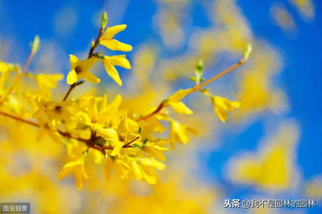 4月中下旬北方处于开花期的园林树木（一）满满的干货