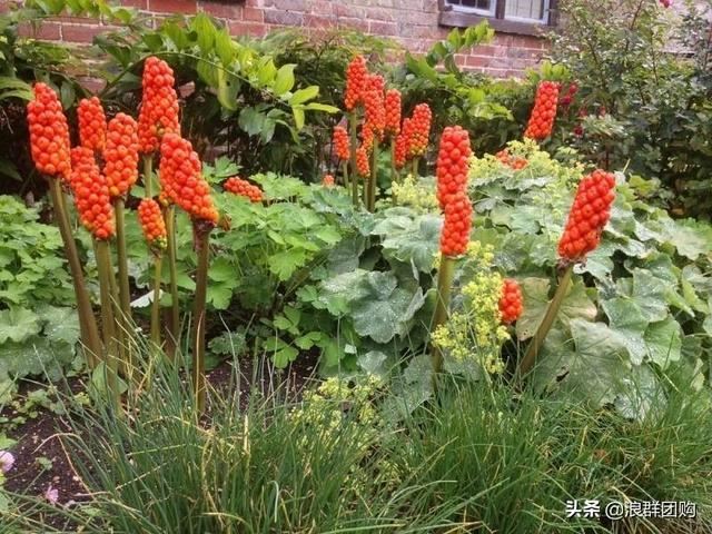 省心省力受欢迎的海芋、凤梨百合、德国鸢尾、耧斗菜、虎眼万年青