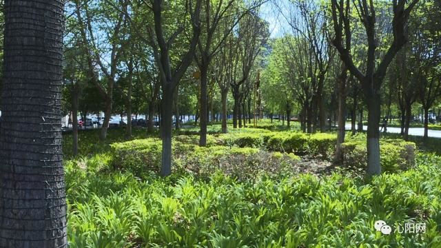 市园林绿化中心：“打药除虫”做好春季绿化养护工作