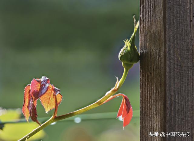 神奇两兄妹，各把花园做到极致，一恢弘，一精致，余生有此，足以