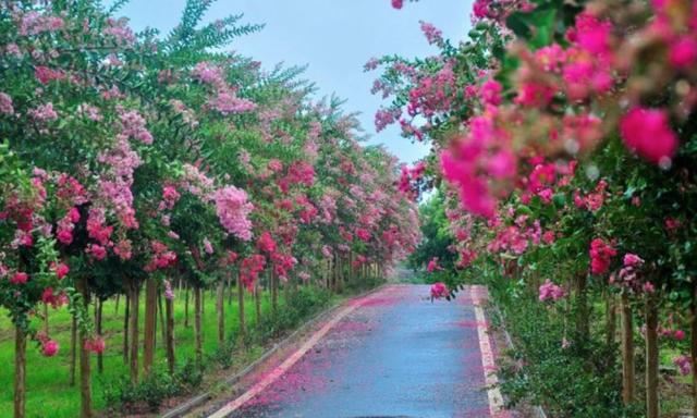 1棵紫薇开花1000朵，花期达100天，人称“百日红”，能活100年