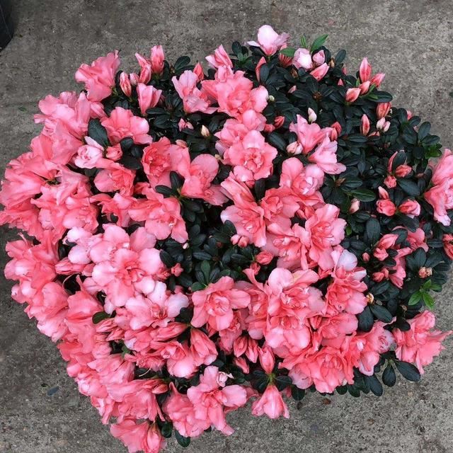 养杜鹃花的3个“技巧”，不掉叶不黄叶，绿油油，花越开越鲜艳