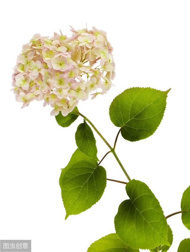 花似绣球，却不是绣球，一树花开美翻天