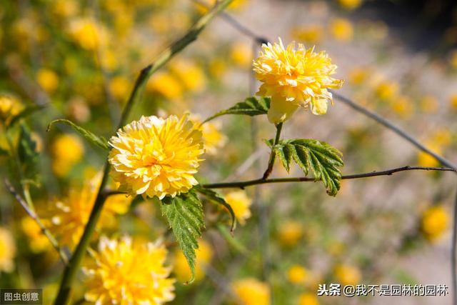 4月中下旬北方处于开花期的园林树木（一）满满的干货