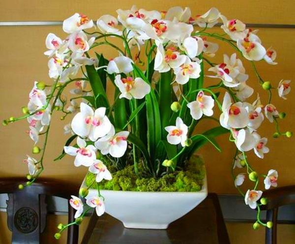 这3种花不是一次性消费品，开完花可别扔，养好了年年都有花苞