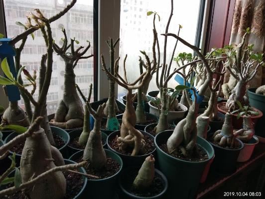 超耐旱的花,不用经常浇水,反而开花很多 超耐旱的花,不用经常浇水,反而开花很多