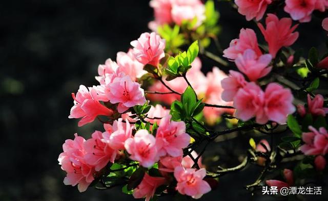 杜鹃怎么才能花满枝头，花匠小哥手把手教你，盆盆花开成''大球''