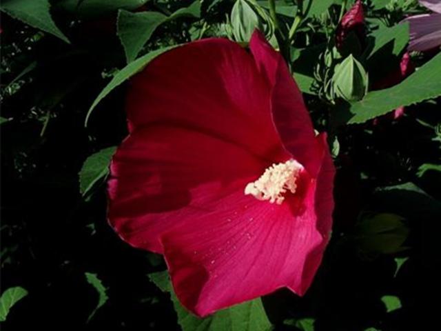 花朵大颜色艳的大花芙蓉葵，春天播种，养护好夏秋一片灿烂