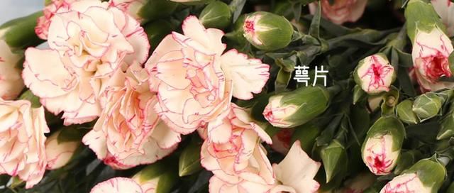 百合花爱凉爽，康乃馨别喷水？最经典的几款鲜花，这样保养才最美