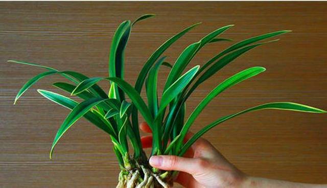 一种兰花开紫花，叶子镶着秀气金边，名叫紫月荷兰，不多见