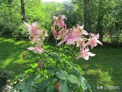 省心省力受欢迎的海芋、凤梨百合、德国鸢尾、耧斗菜、虎眼万年青