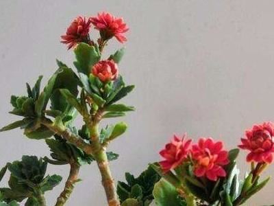 长寿花老桩的修剪方法