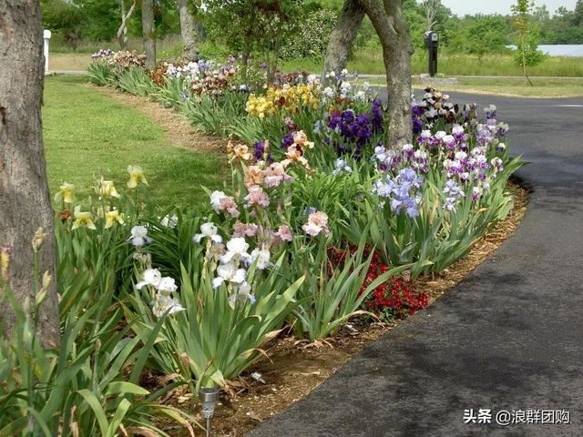 省心省力受欢迎的海芋、凤梨百合、德国鸢尾、耧斗菜、虎眼万年青