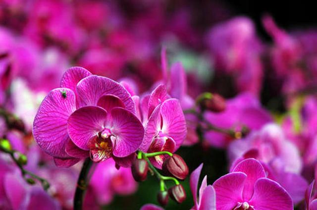 这3种花不是一次性消费品，开完花可别扔，养好了年年都有花苞