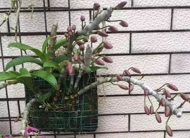 麝香石斛，无法拒绝的美！