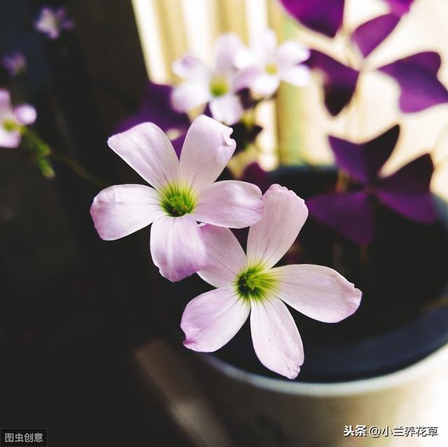 紫叶酢浆草，养殖实录，操作简单，花期长达8个月，观赏性绝佳！