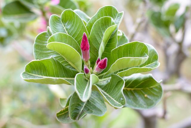 沙漠玫瑰萌芽在即，养护做2个变动，新芽“蹭蹭”冒，5月就见花