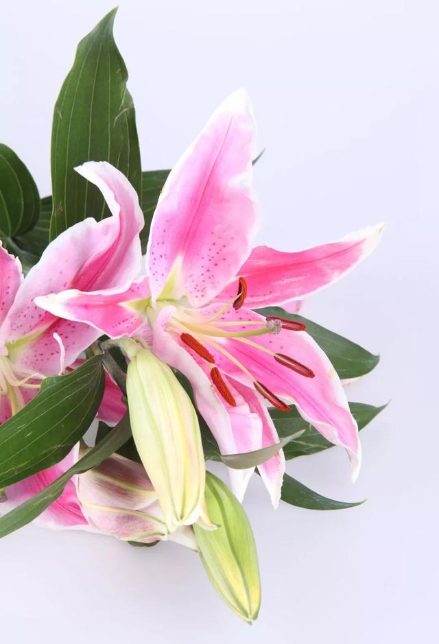 百合花爱凉爽，康乃馨别喷水？最经典的几款鲜花，这样保养才最美