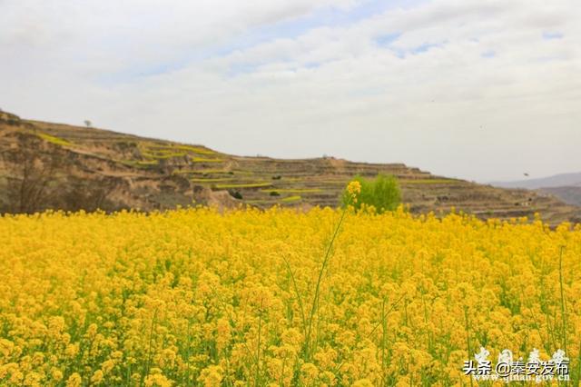 【造林绿化】王窑镇: 推进绿化美化 建设美丽乡村