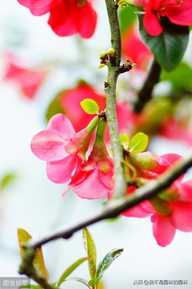 4月中下旬北方处于开花期的园林树木（一）满满的干货