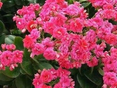 长寿花老桩的修剪方法
