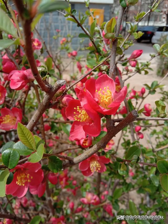 4月中下旬北方处于开花期的园林树木（一）满满的干货