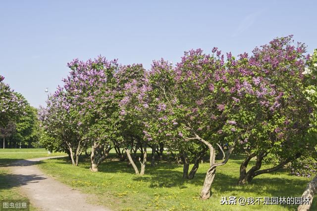 紫丁香 白丁香 暴马丁香 欧洲丁香 这么多丁香你都分得清嘛？