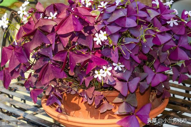 紫叶酢浆草，养殖实录，操作简单，花期长达8个月，观赏性绝佳！