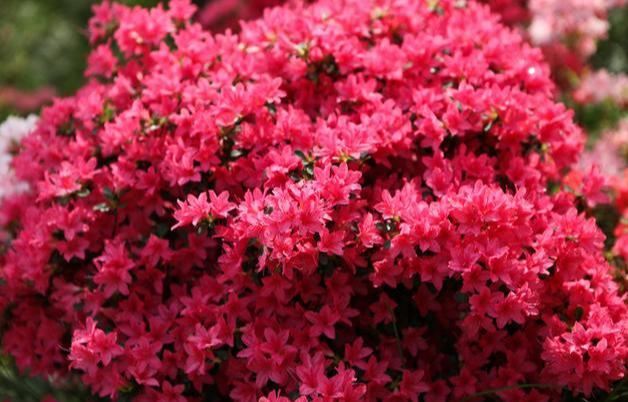 杜鹃别名映山红,花种类繁多,花色绚丽 杜鹃别名映山红,花种类繁多,花色绚丽