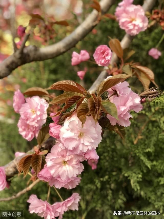 4月中下旬北方处于开花期的园林树木（一）满满的干货