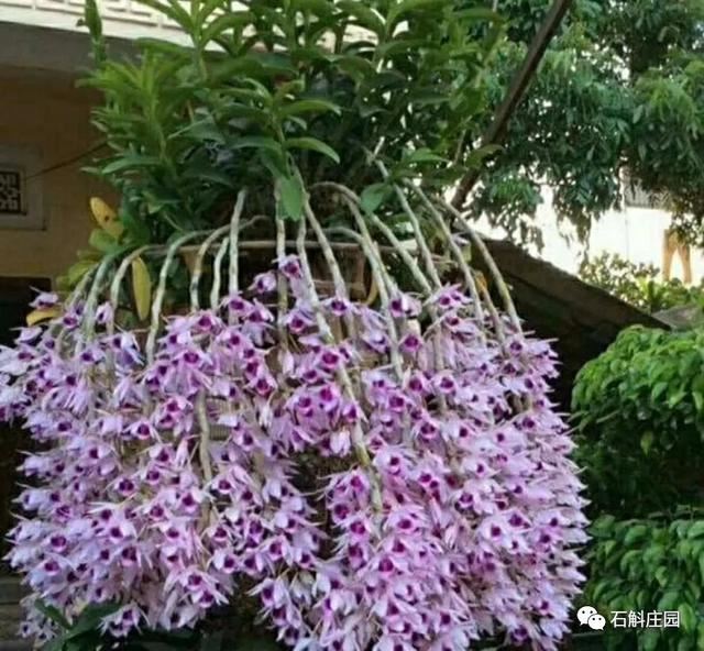 檀香石斛：“待我枝头飘花，许你满庭幽雅！"