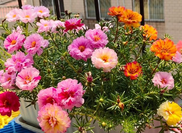 爱花人春季要养的绿植盆栽，播种几粒种子，一年四季赏花不停