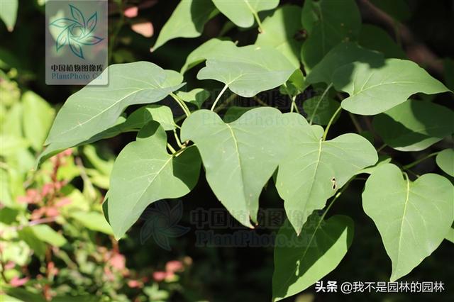 紫丁香 白丁香 暴马丁香 欧洲丁香 这么多丁香你都分得清嘛？