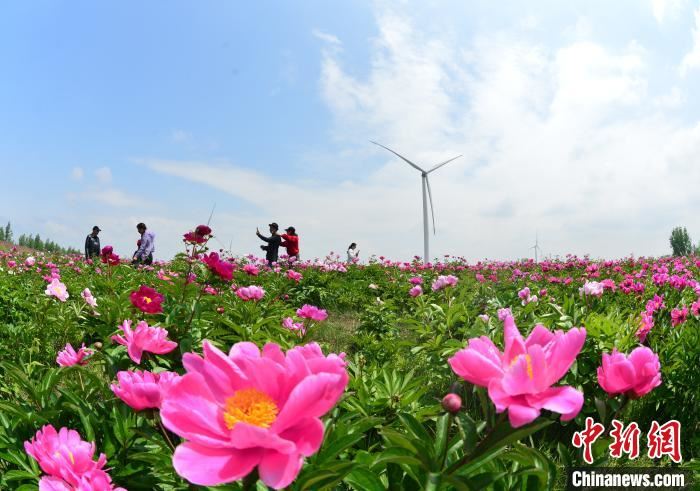江西九江千亩芍药花海盛开 游客户外赏花 江西九江千亩芍药花海盛开 游客户外赏花