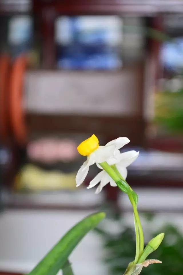 清欢养花｜养水仙花，离仙和美，又近了一步