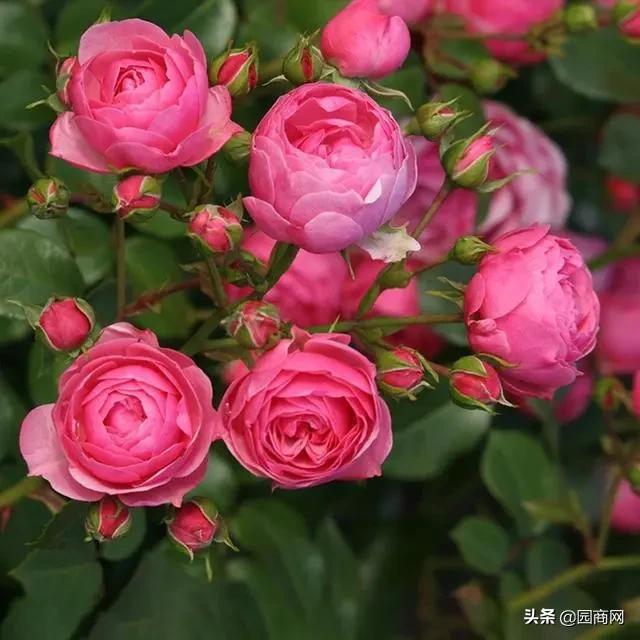 这种花卉既好看又好养,它是一款庭院绿化的佳品 这种花卉既好看又好养,它是一款庭院绿化的佳品