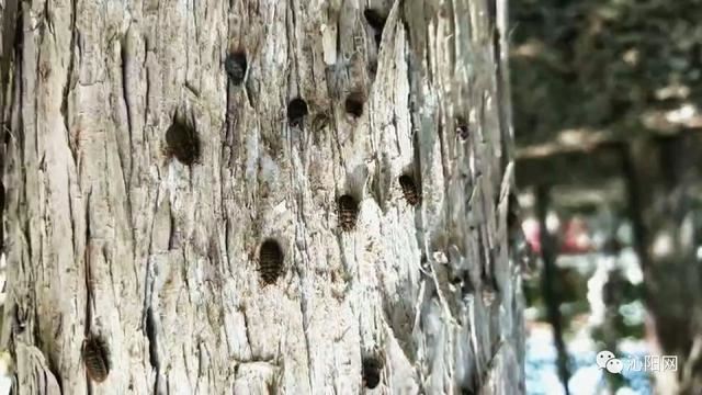 市园林绿化中心：“打药除虫”做好春季绿化养护工作