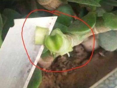 玉树嫁接长寿花能活几年