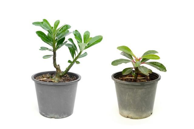 沙漠玫瑰萌芽在即，养护做2个变动，新芽“蹭蹭”冒，5月就见花