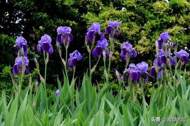省心省力受欢迎的海芋、凤梨百合、德国鸢尾、耧斗菜、虎眼万年青