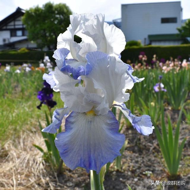 省心省力受欢迎的海芋、凤梨百合、德国鸢尾、耧斗菜、虎眼万年青